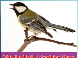 Chirping Birds - A Soothing Music - Sachi Shiksha