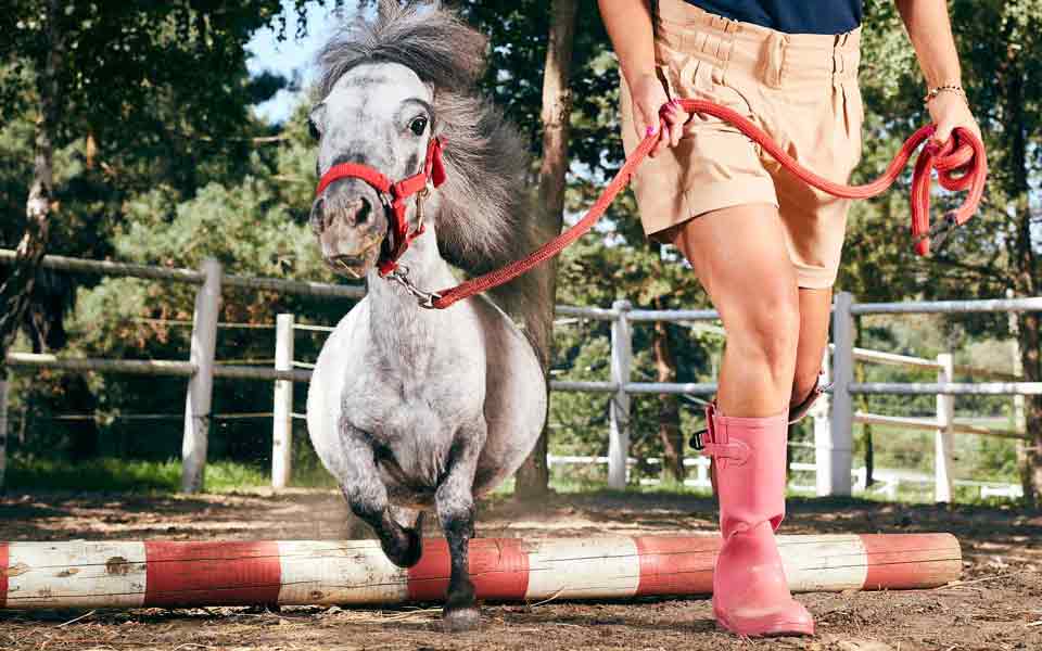 Shortest Living Male Horse - 36 inches - Sachi Shiksha