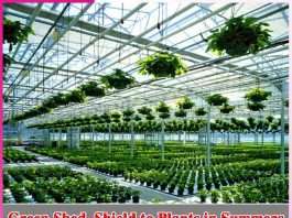 Green Shed, Shield to Plants in Summers - sachi shiksha