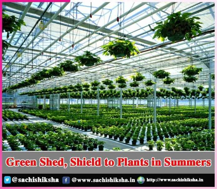 Green Shed, Shield to Plants in Summers - sachi shiksha