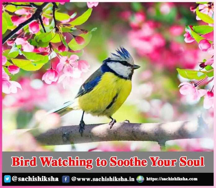 Bird Watching to Soothe Your Soul -sachi shiksha