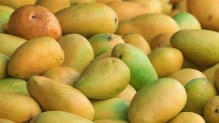 1500 Varieties of Mangoes in India | Sachi Shiksha - The Famous ...