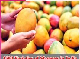 1500 Varieties of Mangoes in India -sachi shiksha