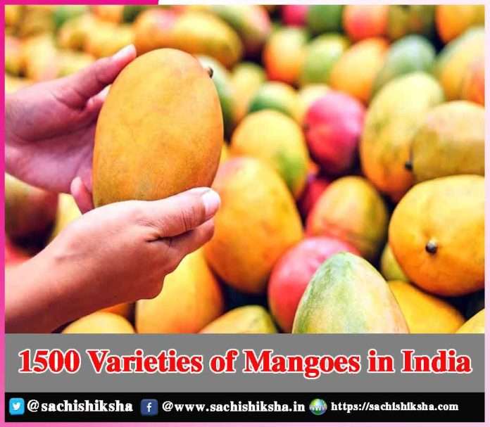 1500 Varieties of Mangoes in India -sachi shiksha