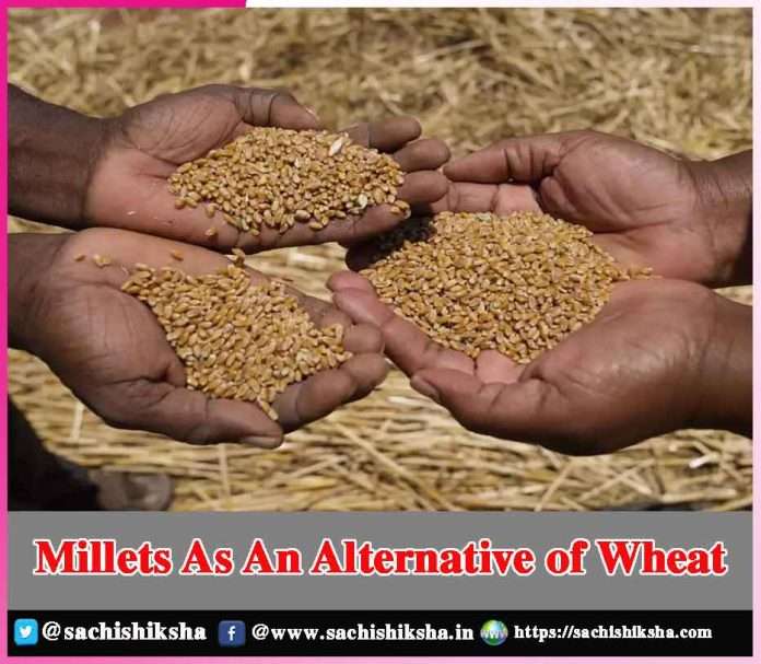 Millets As An Alternative of Wheat -sachi shiksha