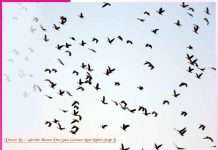 Summer Migrating Birds -sachi shiksha