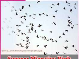 Summer Migrating Birds -sachi shiksha