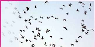 Summer Migrating Birds -sachi shiksha