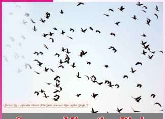 Summer Migrating Birds -sachi shiksha