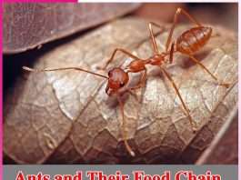 Ants and Their Food Chain -sachi shiksha