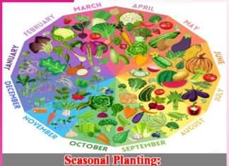 Seasonal Planting -sachi shiksha