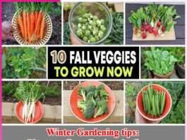 Winter Gardening tips Plants to Grow During the Season