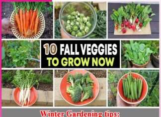 Winter Gardening tips Plants to Grow During the Season