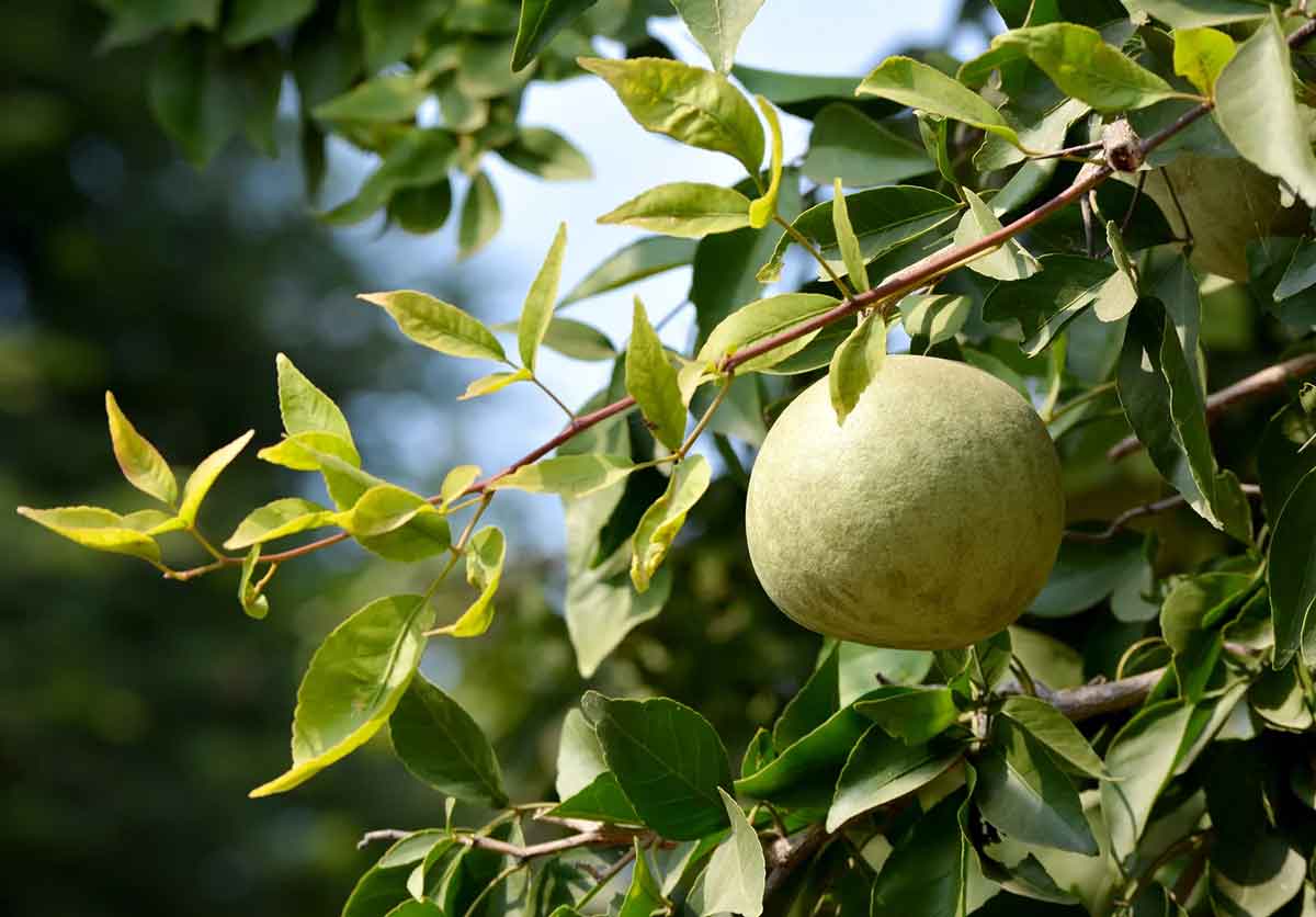 Summer Superfood: Bael Fruit