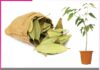 Grow Bay Leaves in the Garden