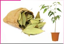 Grow Bay Leaves in the Garden
