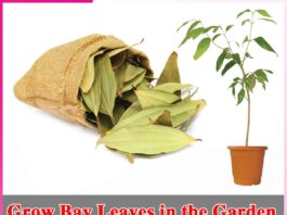 Grow Bay Leaves in the Garden