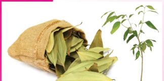 Grow Bay Leaves in the Garden