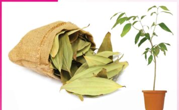 Grow Bay Leaves in the Garden