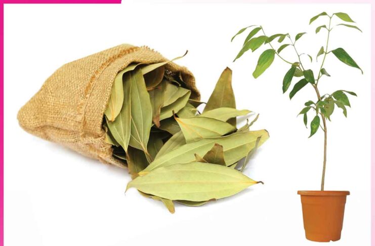 Grow Bay Leaves in the Garden