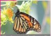 The Journey of a Butterfly