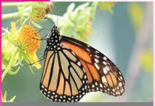 The Journey of a Butterfly