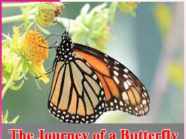 The Journey of a Butterfly