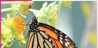 The Journey of a Butterfly