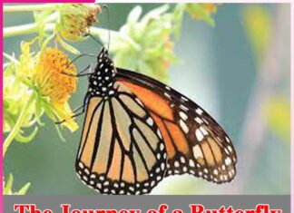 The Journey of a Butterfly