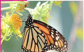 The Journey of a Butterfly