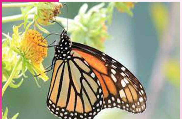 The Journey of a Butterfly