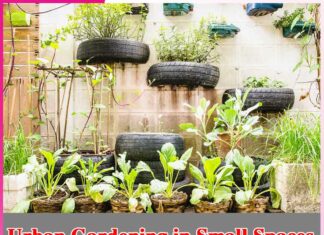 Urban Gardening in Small Spaces