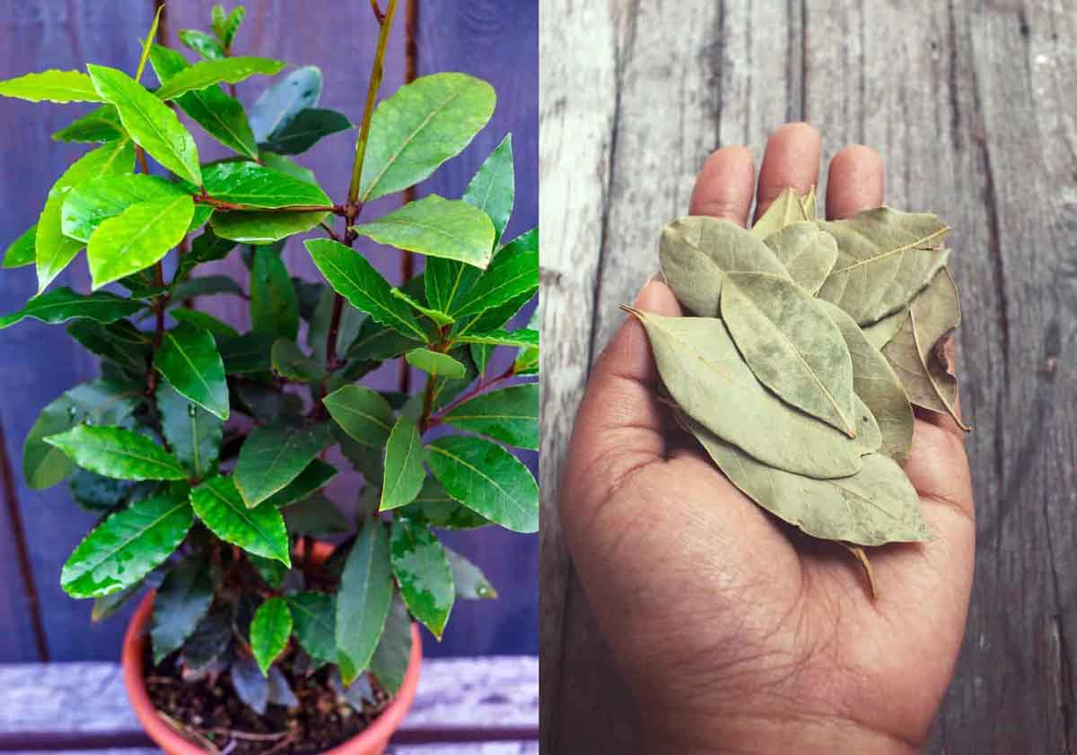 Grow Bay Leaves in the Garden