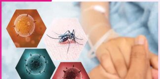 Stay Safe From Dengue Fever Stay Safe From Dengue Fever