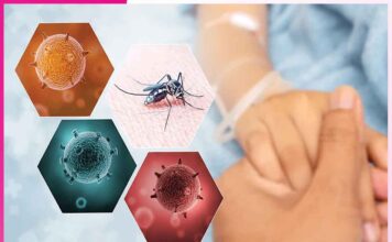 Stay Safe From Dengue Fever Stay Safe From Dengue Fever