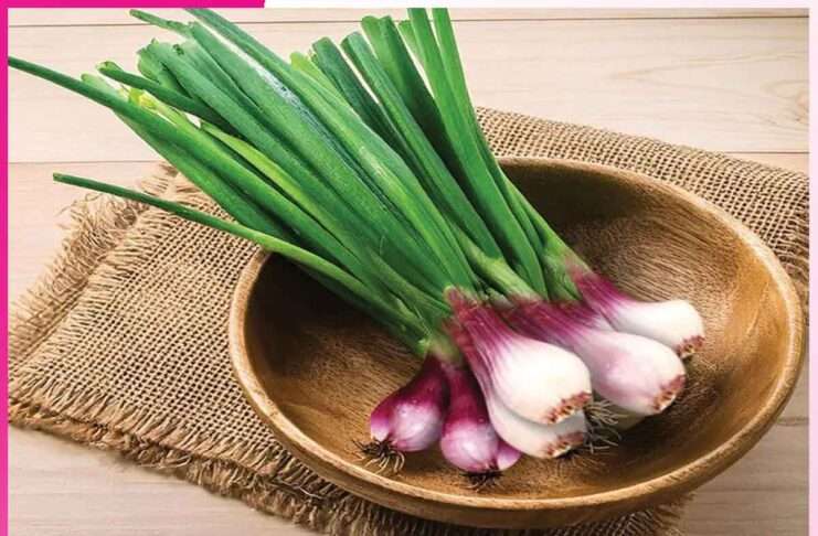 Green Onions Are Rich in Nutrients Green Onions