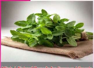 Mint: A Natural Remedy for Summer Ailments Mint