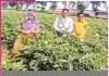 From Traditional Farming to Cash Crops From Traditional Farming to Cash Crops