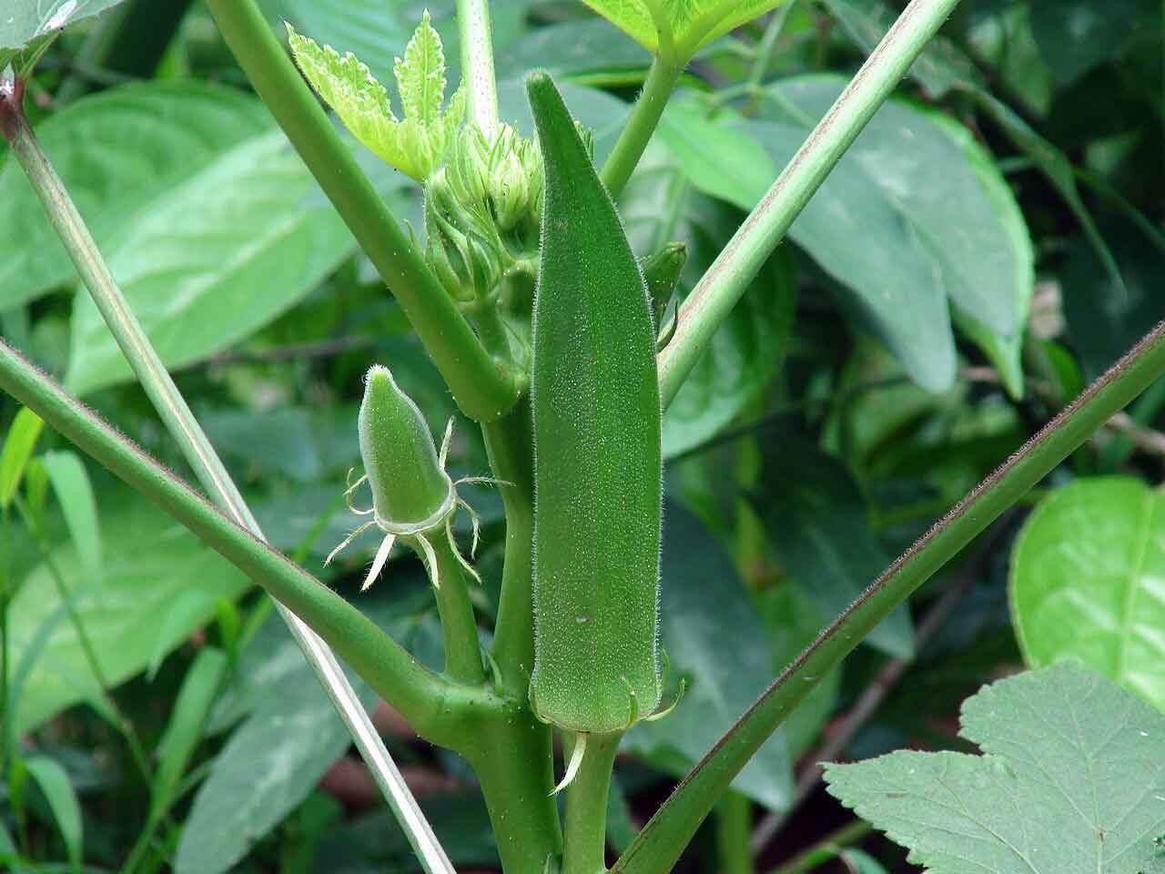 From Traditional Farming to Cash Crops 1 okra