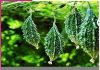 Profitable Bitter Gourd Farming Guide Bitter Gourd Farming