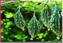 Profitable Bitter Gourd Farming Guide Bitter Gourd Farming