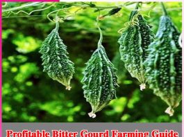 Profitable Bitter Gourd Farming Guide Bitter Gourd Farming