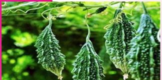 Profitable Bitter Gourd Farming Guide Bitter Gourd Farming