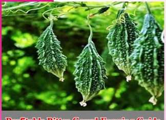 Profitable Bitter Gourd Farming Guide Bitter Gourd Farming