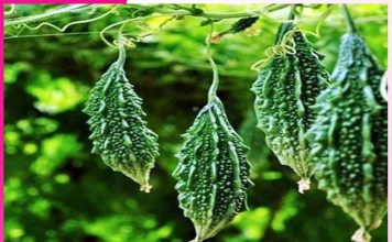 Profitable Bitter Gourd Farming Guide Bitter Gourd Farming