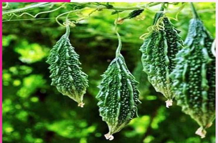 Profitable Bitter Gourd Farming Guide Bitter Gourd Farming