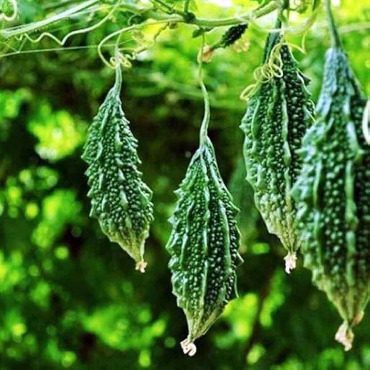 Profitable Bitter Gourd Farming Guide 1 Bitter gourd cultivation